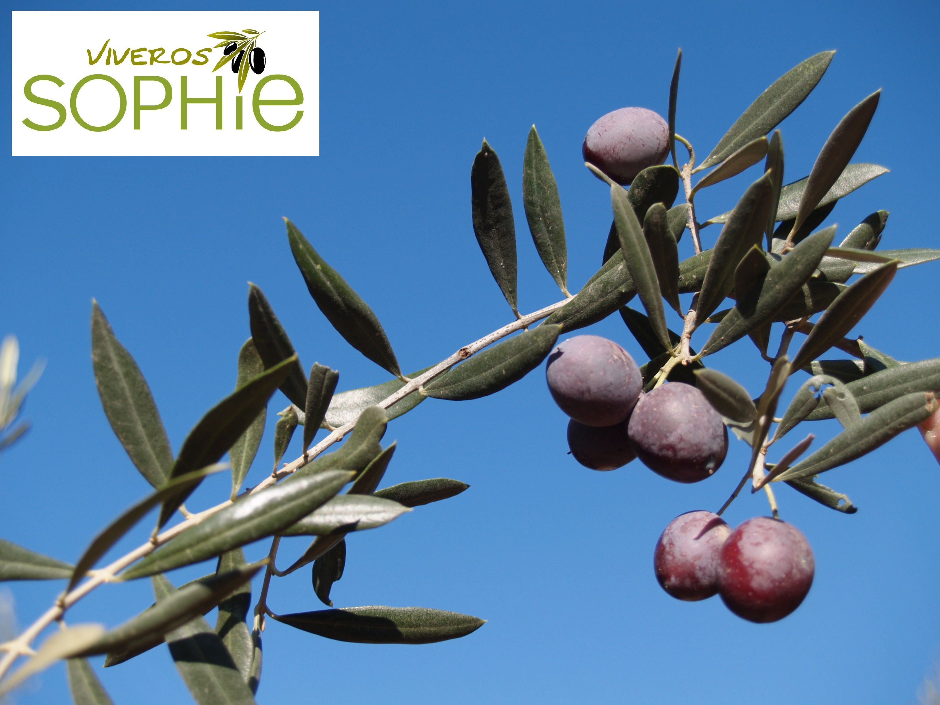Variedad de olivo TANCHE